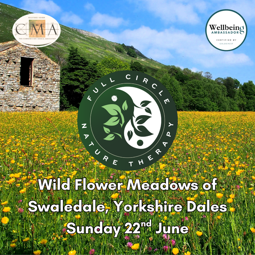 The Wild Flower Meadows of Swaledale, Yorkshire Dales. 22nd June 2025