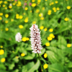 The Wild Flower Meadows of Swaledale, Yorkshire Dales. 22nd June 2025