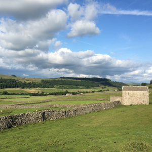 The Wild Flower Meadows of Swaledale, Yorkshire Dales. 22nd June 2025