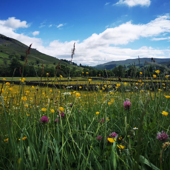 The Wild Flower Meadows of Swaledale, Yorkshire Dales. 22nd June 2025